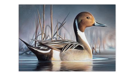 Chuck Black wins 2023 federal duck stamp art contest