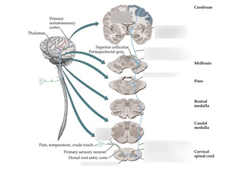 Spinoreticular Tract Pathway