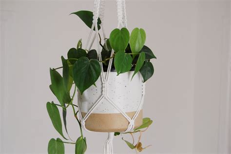 16+ Vining Indoor Plants - BuhtarReuban