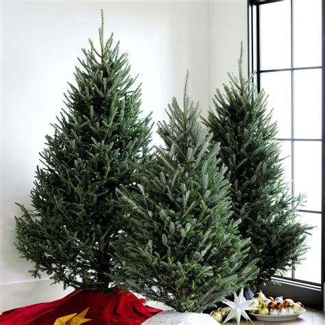 Fresh Blue Ridge Mountain Christmas Tree | Williams Sonoma