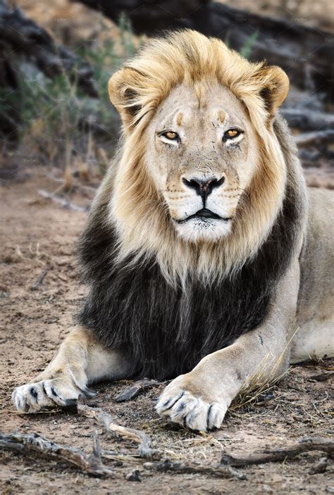 Black maned Lion portrait close-up | Animal Stock Photos ~ Creative Market