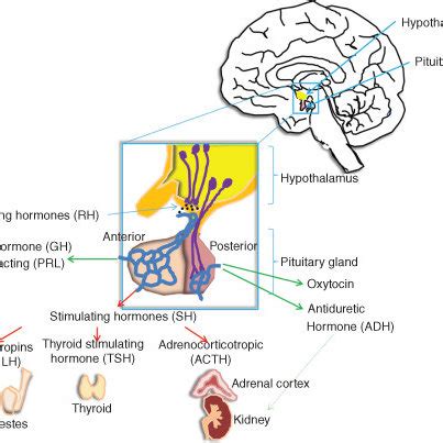 Scheme of hypothalamus-pituitary axis in endocrine system. The... | Download Scientific Diagram