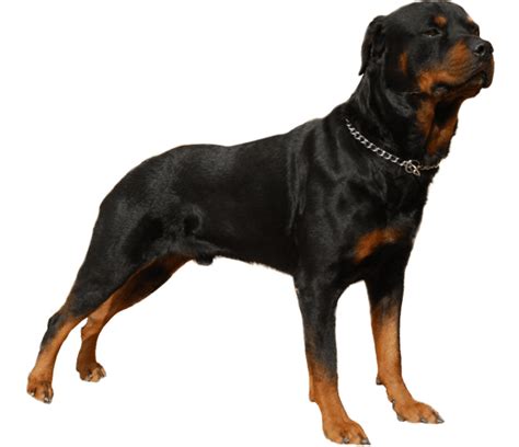 Rottweiler - Dog Breed Health, History, Appearance, Temperament, and Maintenance