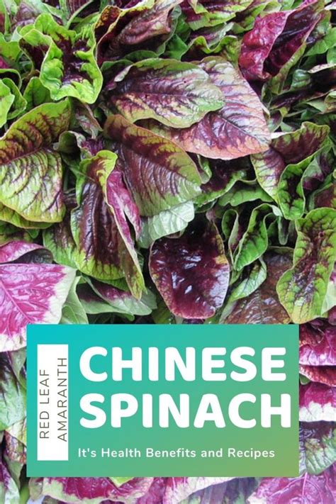 Chinese Spinach Benefits and Recipe (Yin Sai, Edible Amaranth) - HubPages