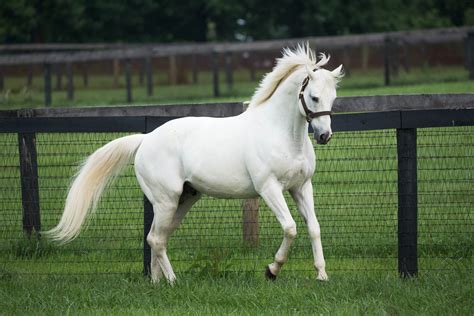 Tapit’s Influence is Strong on the Road to Kentucky