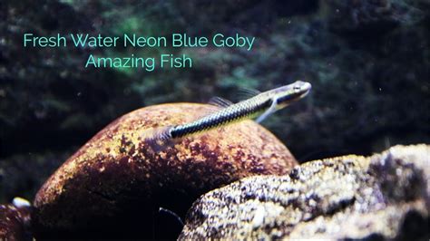 Neon Blue Goby: Amazing Fish - YouTube