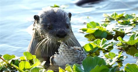 Meet 10 Mammals of the Mississippi River - A-Z Animals