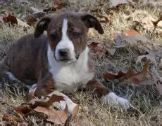 Treeing Cur Dog Info, Temperament, Puppies, Training, Pictures