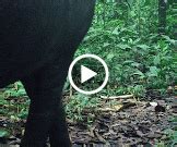 Shiripuno Lodge - Videos - Google+ | Amazon rainforest, Video google, Amazon lodge