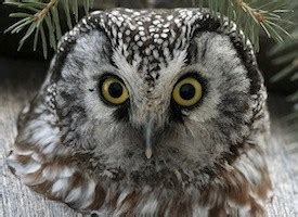 Boreal Owl, Identification, All About Birds - Cornell Lab of Ornithology