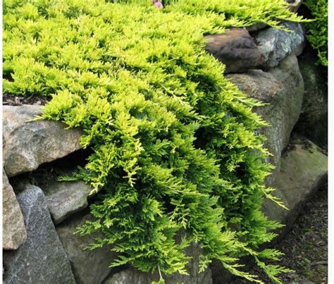 Juniperus hor. GOLDEN CARPET