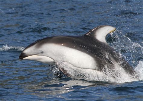 Stef Olcen Photography: Pacific White Sided Dolphins