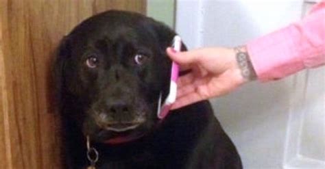 Sad Dog on the Phone | Know Your Meme