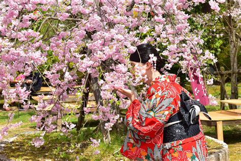 Kyoto cherry blossoms20 | Nikon Rumors