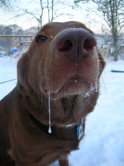 19 best Drooling and farting dogs images on Pinterest | Doggies, Funny animal and Funny animals