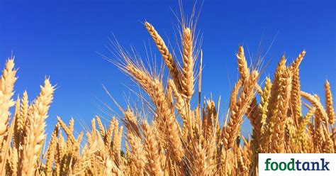 General Mills Launches Regenerative Wheat Farming Pilot in Kansas ...