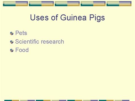 Guinea Pig Cavia porcellus Biology and Anatomy Origin