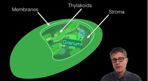 Chloroplast Anatomy