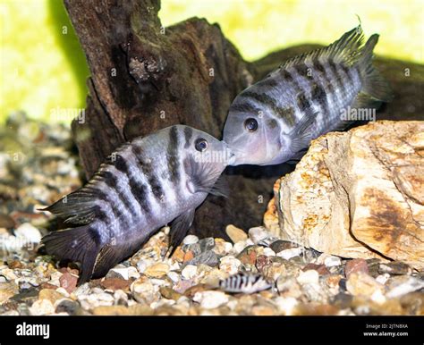 Convict Cichlid Female