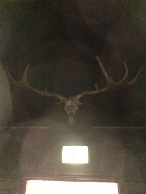 Giant Deer skull hidden in the dark. - Member Collections - The Fossil ...