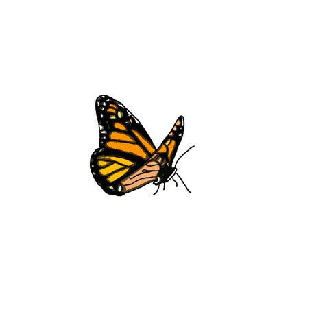 Monarch Butterfly Clipart Gif Animation Butterfly Clipart Gif Free Images