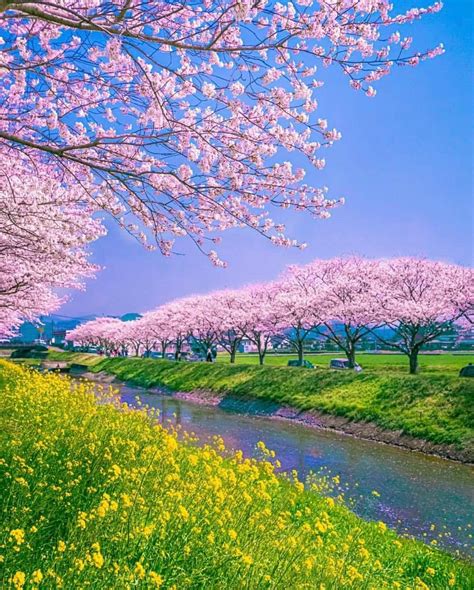 cherry blossom trees of Kusaba River Location :-Fukuoka, Japan | 美しい風景写真, 美しい風景, 綺麗 景色