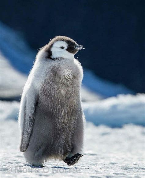 Baby emperor penguin ️ ️ ️😍😍 | Photo by ©Moira Norrie #babyanimalshd | Emperor penguin, Animals ...