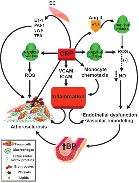 Scheme of C-reactive protein-induced inflammation.Abbre | Open-i