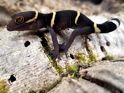 z OUT OF STOCK - CHINESE CAVE GECKO - Goniurosaurus lichtenfelderi