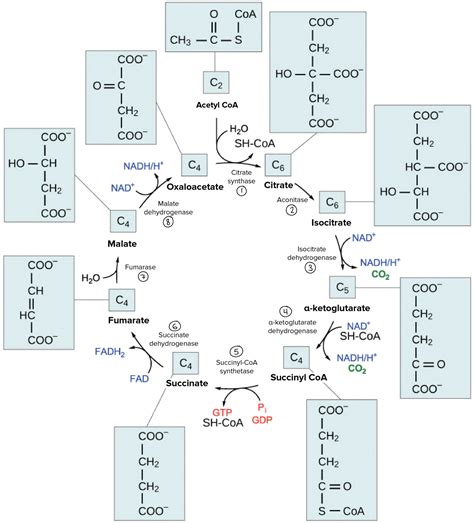 Krebs Cycle Concept Map