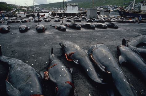 Faroe Islands To Limit Dolphin Hunt After 'Unusually' Large Number ...