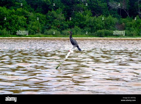 The Celestun wildlife refuge, Yucatan, Mexico Stock Photo - Alamy