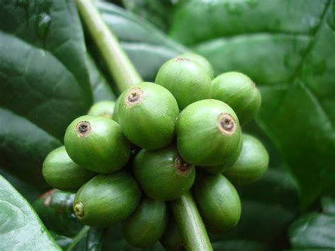 Coffea canephora (Robusta) | Coffeeshop-Magazin