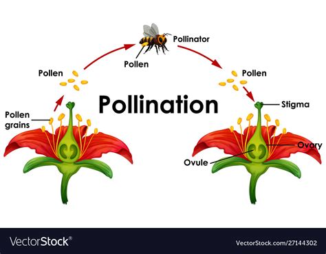 Diagram showing pollination with flower and bee illustration. Download ...