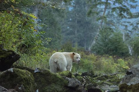 11 amazing facts about Canada’s bear species | Canadian Geographic