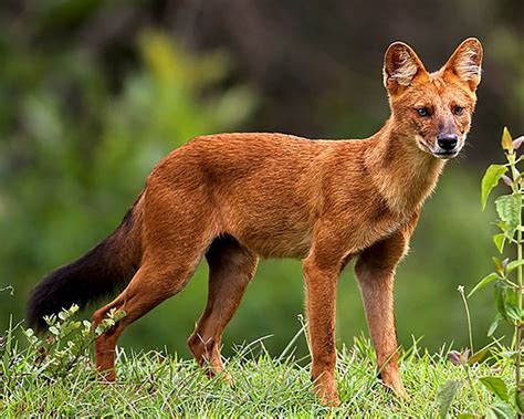 Jangan Keliru, Wujud Anjing Ajag Sekilas Mirip Serigala - Mongabay.co.id