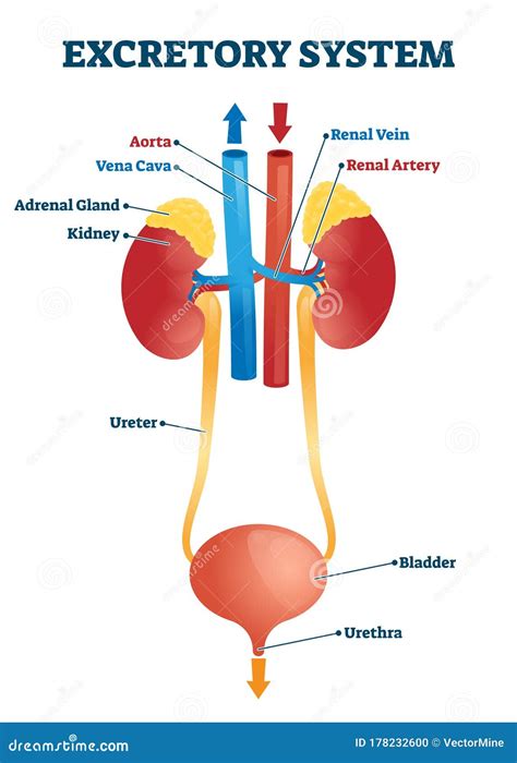 Excretory System Vector Illustration | CartoonDealer.com #31976094