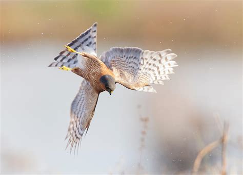 Eurasian Sparrowhawk Hunting Over Marshland, England, Uk Photograph by Oscar Dewhurst / Naturepl.com