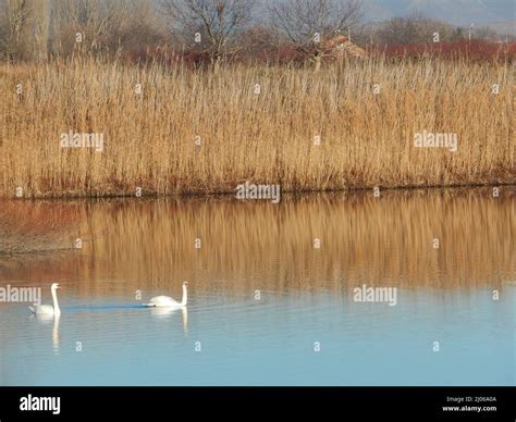 Blue Lake with Two Swans Stock Photo - Alamy