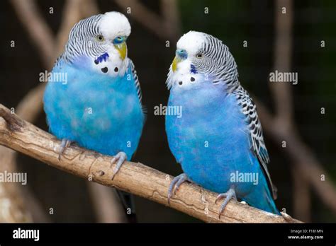 Periquitos azules fotografías e imágenes de alta resolución - Alamy