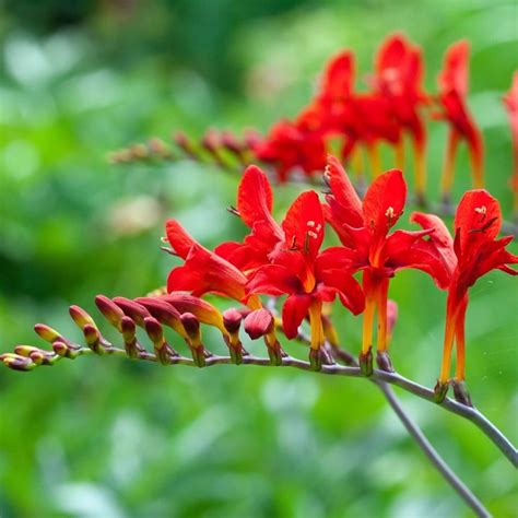 Buy montbretia Crocosmia 'Lucifer': Delivery by Waitrose Garden