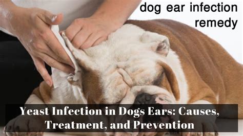 Dog ear infection remedy | Yeast Infection in Dogs Ears: Causes, Treatment, and Prevention - YouTube