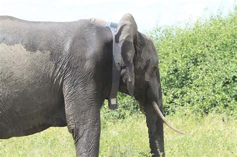 Why it’s so important to understand how elephants sleep