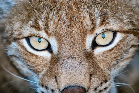 lynx's eyes by nikefuretta on DeviantArt