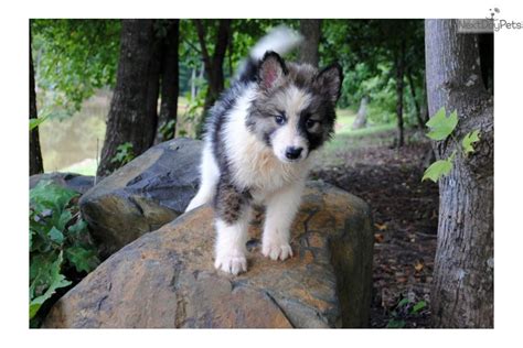 Wolf Hybrid puppy for sale near Charlotte, North Carolina. | 0bb0854c-ea91