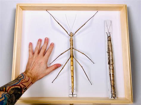 Giant Stick Insect for Artwork Nesiophasma Sp - Etsy