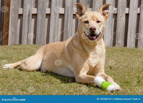 Dog with injured paw stock photo. Image of body, injury - 129338714