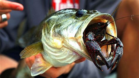 Do Bass Actually Eat Crawfish?? | GoPro Live Crawfish Footage - YouTube