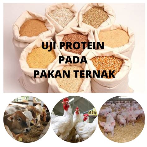 Uji Protein pada Pakan Ternak