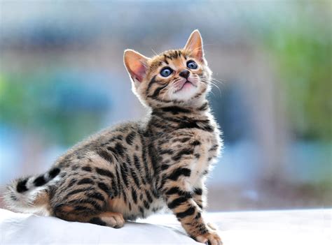 Bengal Cat With beautiful Smile - Styli Wallpapers